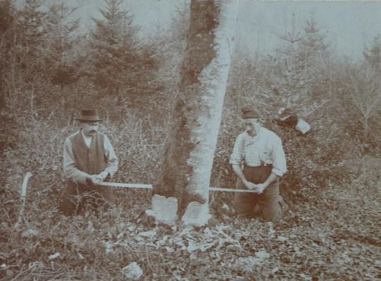 Foto "Waldarbeiter beim Baumfällen"