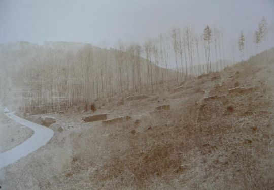 Foto "Gerodete Waldpartie mit Scheiterbeigen"