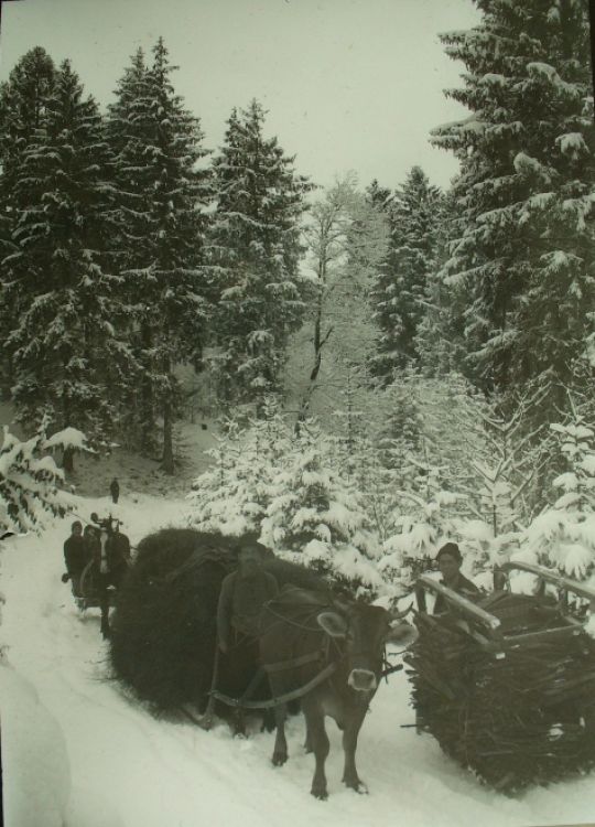 Foto "Heu- und Bürdelitransporte"