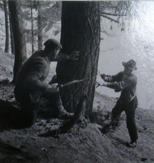 Foto Waldarbeiter beim Fällen