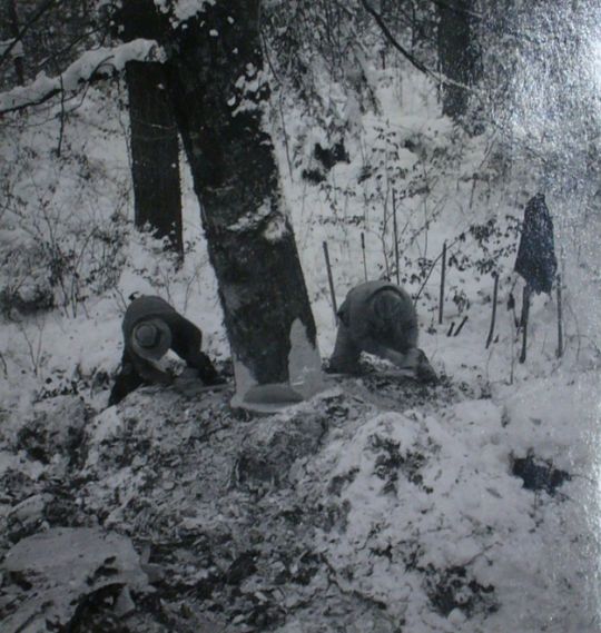 Foto Waldarbeiter beim Fällen