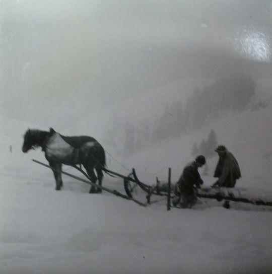 Foto Holztransport mit Pferd und Schlitten