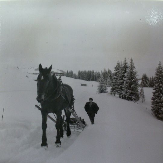 Foto Holztransport mit Pferd und Schlitten