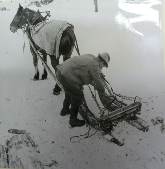 Foto Holztransport mit Pferd und Schlitten