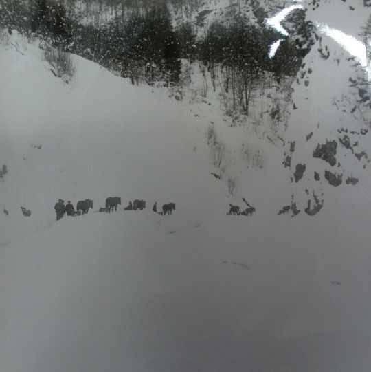 Foto Holztransport mit Pferd und Schlitten