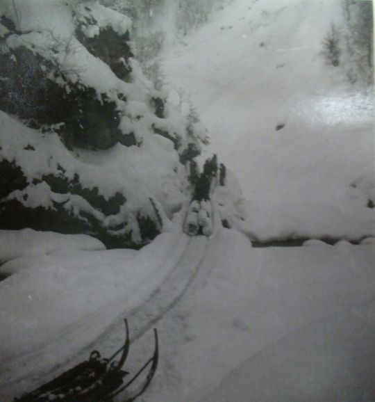 Foto Holztransport mit Pferd und Schlitten