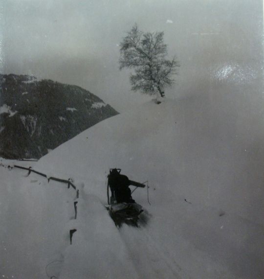 Foto Holztransport mit Pferd und Schlitten