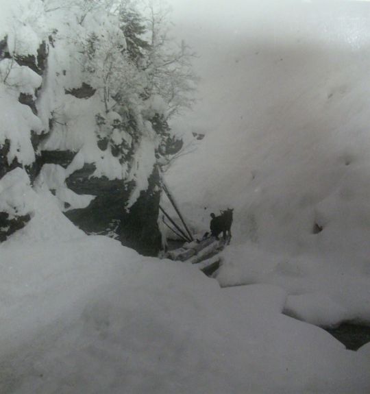 Foto Holztransport mit Pferd und Schlitten