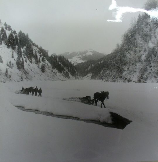 Foto Holztransport mit Pferd und Schlitten