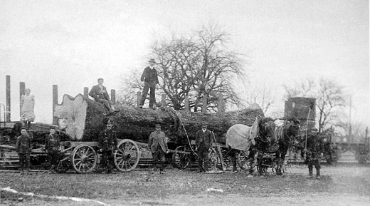 Foto Holztransport