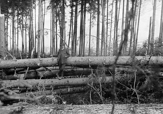 Foto Sturmholz