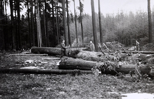 Foto Zersägen der grossen Weisstanne