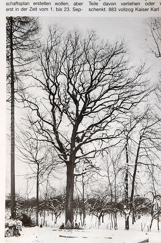 Foto Fällen einer grossen Eiche