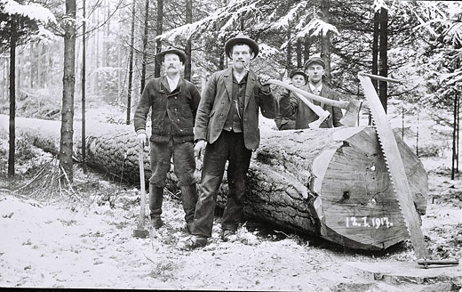 Foto Gefällte Föhre