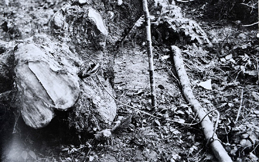 Foto Wurzelstock zur Sprengung