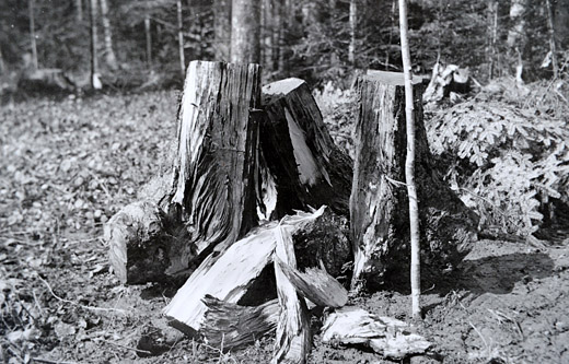 Foto Sprengen von Holz