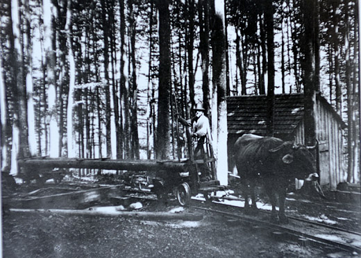 Foto Waldeisenbahn, gezogen von Kühen