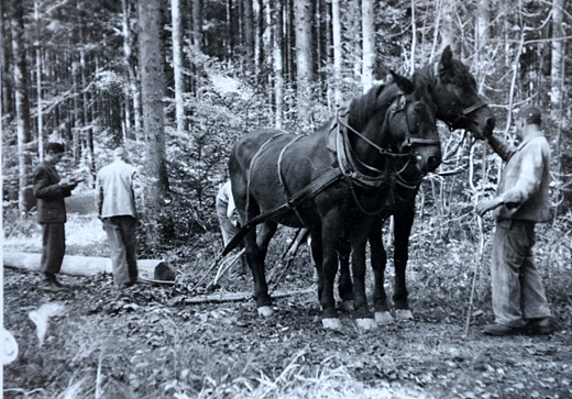 Foto Zugkraftsversuch mit Pferden