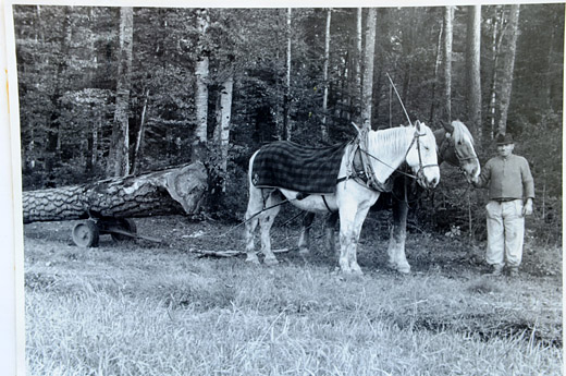 Foto Pferdegespann mit Rückerolli