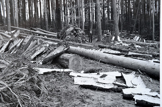 Foto Gewinnung von Gerbrinde