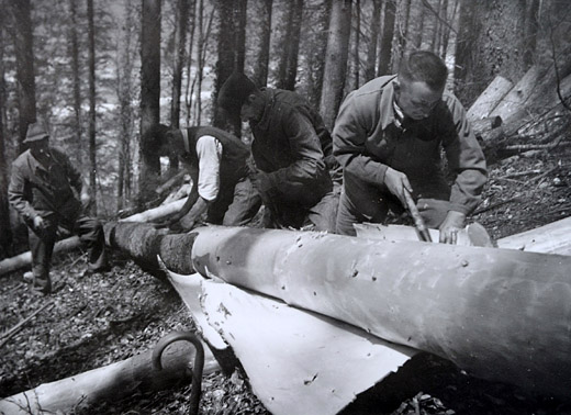 Foto Fichtenrinde für Gerbzwecke