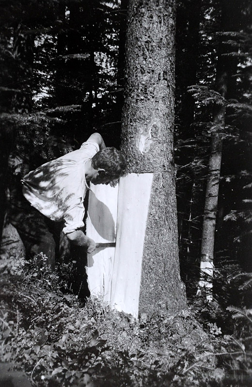 Foto Gewinnung von Rinde für Gerbzwecke