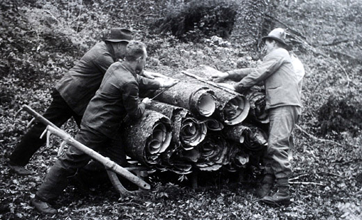 Foto Transport von Rinde