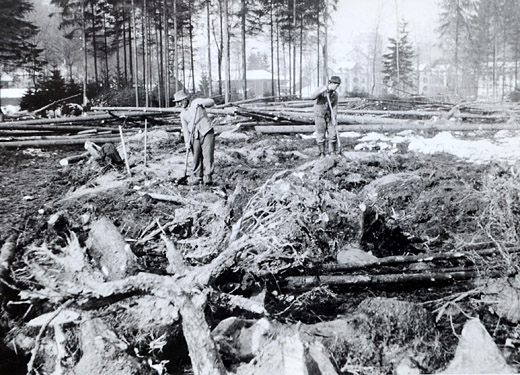 Foto Rodung für Anbauschlacht Kriegsjahre