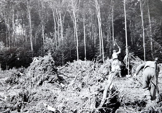 Foto Kriegsrodungen