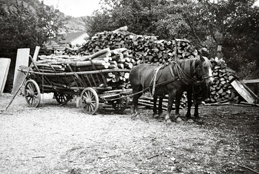 Foto Brennholztransport mit Pferdefuhrwerk