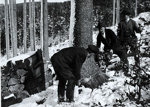 Foto Fallkerbschnitt mit Zweimannmotorsäge