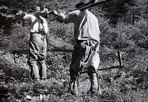 Foto Auf zur Arbeit in den Wald