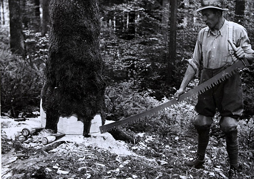 Foto Zum Fällen vorbereiteter Stamm