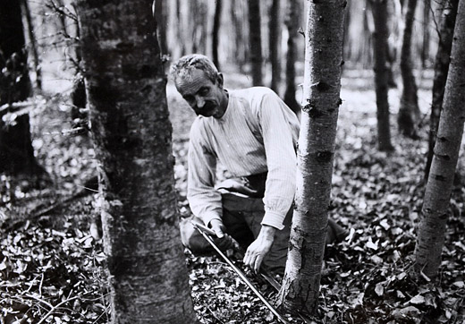 Foto Fällen mit Handsäge