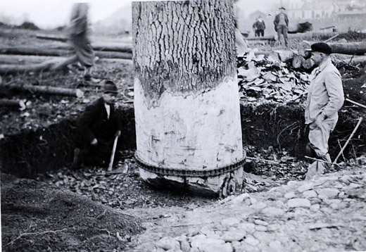 Foto Stammpresse an grosser Eiche