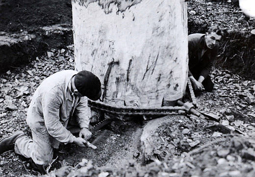 Foto Stammpresse an Eiche
