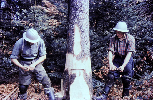 Foto Fällen des Baumes