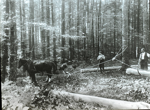 Foto Rücken mit Pferd