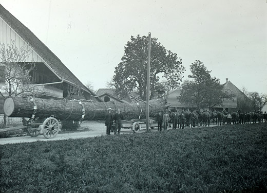Foto Holztransport einer grossen Eiche