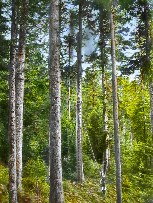 Foto Samenernte