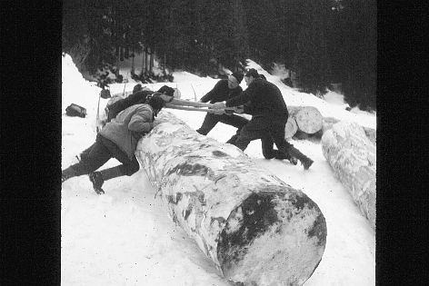 Foto Trämel wenden mit Zappi