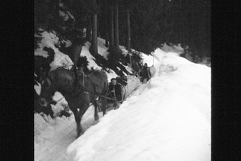 Foto Holz rücken mit Pferd