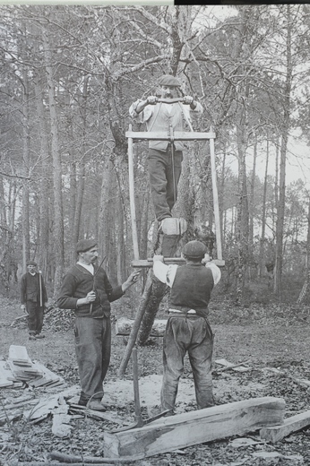 Foto Sägen eines Stammes