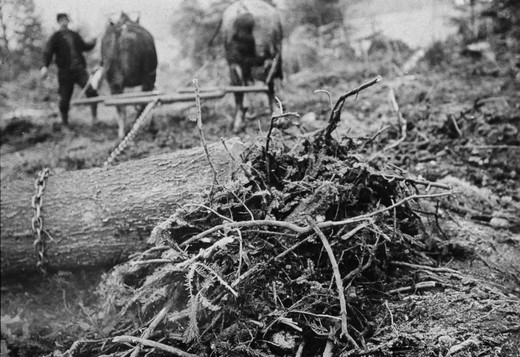 Foto Holz rücken mit Pferd