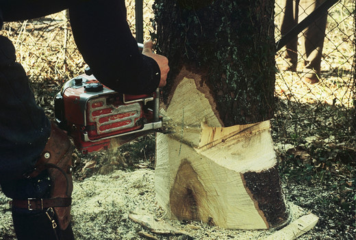 Foto Fällen eines faulen Baumes.
