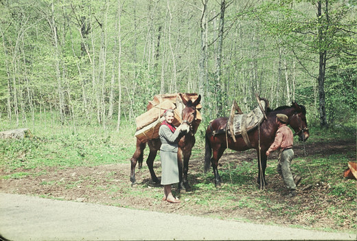 Foto Brennholztransport mit Maultier