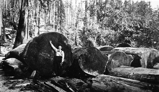 Foto Holzstamm bereit zum Flössen