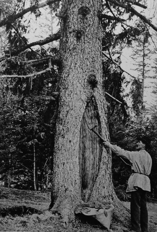 Foto Stamm harzen