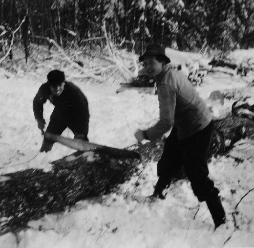 Foto Zersägen eines Stammes mit der Hobelzahnsäge