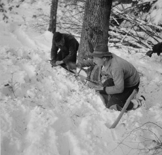 Foto Fällen im Schnee